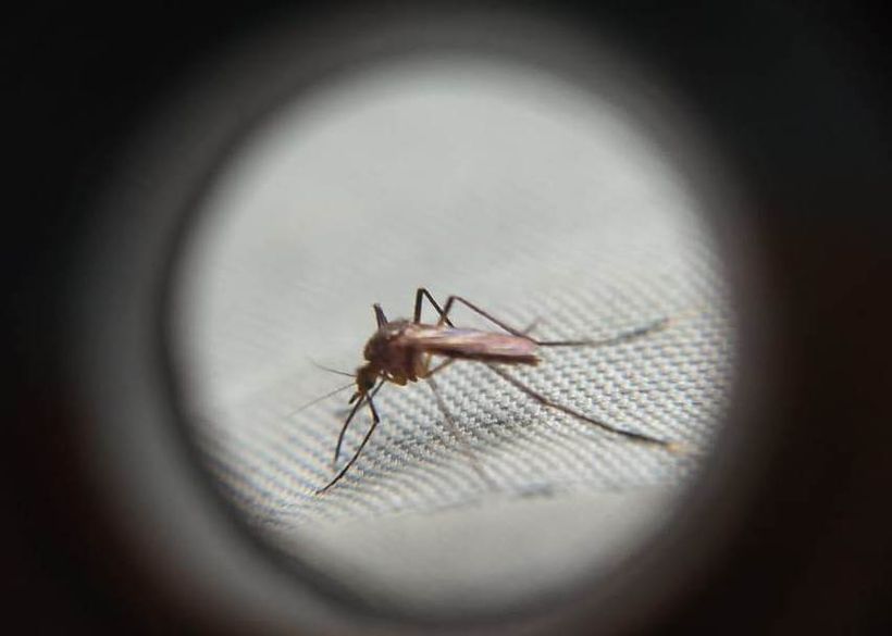 Mosquito Febre Amarela.