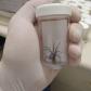 Captura de aranha-marrom viabiliza produção de soro antiloxoscélico no Paraná