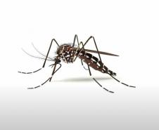 Para reforçar ações de sábado, Estado lança campanha contra a dengue com inteligência artificial