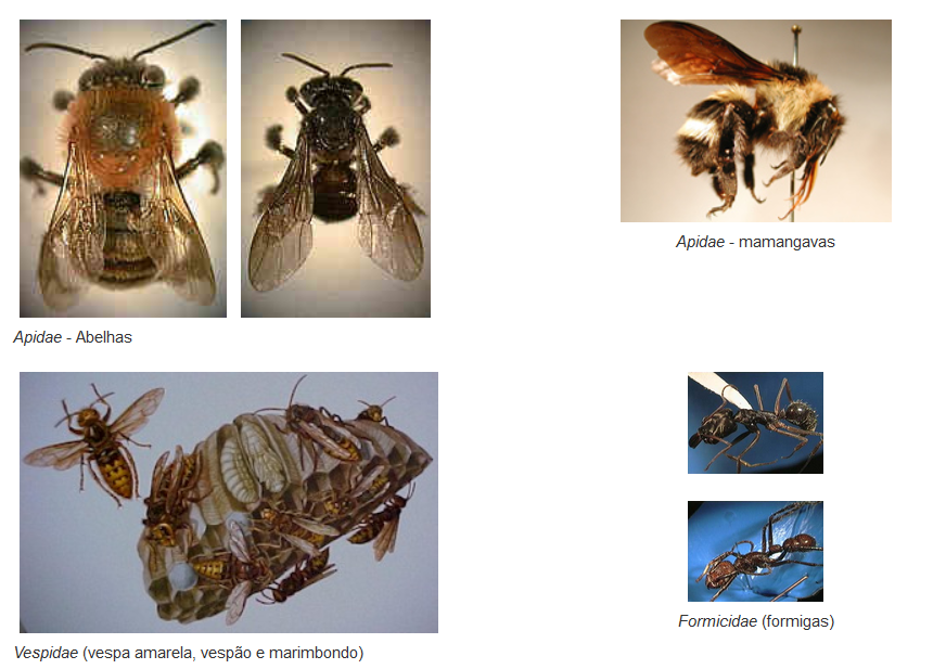 Abelhas, marimbondos: as picadas mais dolorosas do mundo