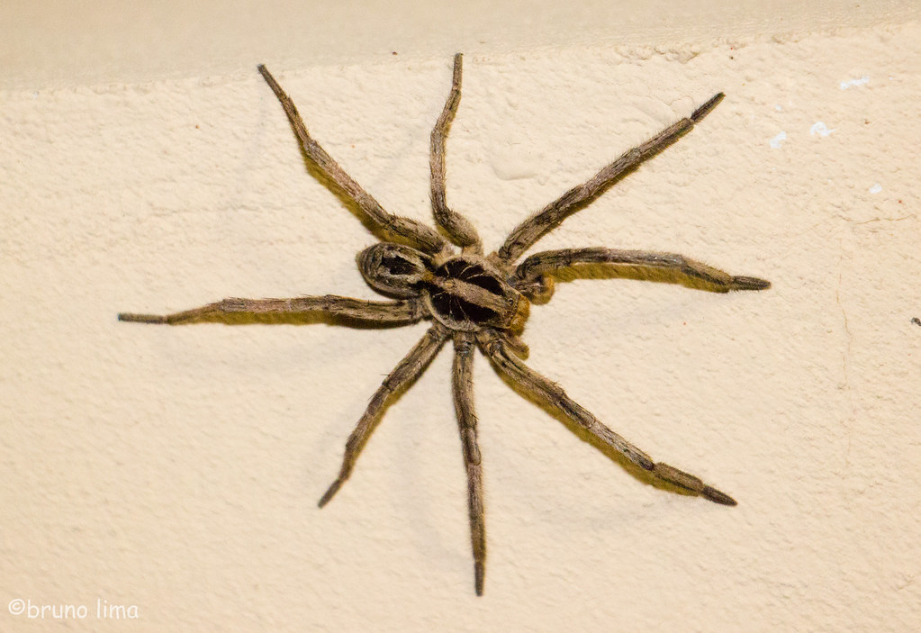 Aranha de jardim