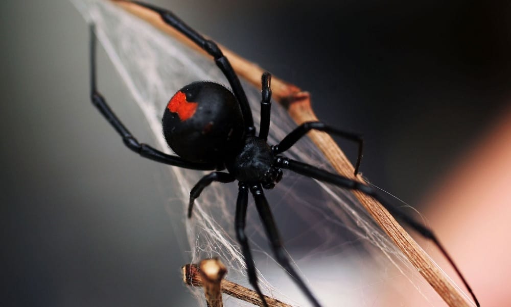 Aranha viúva-negra