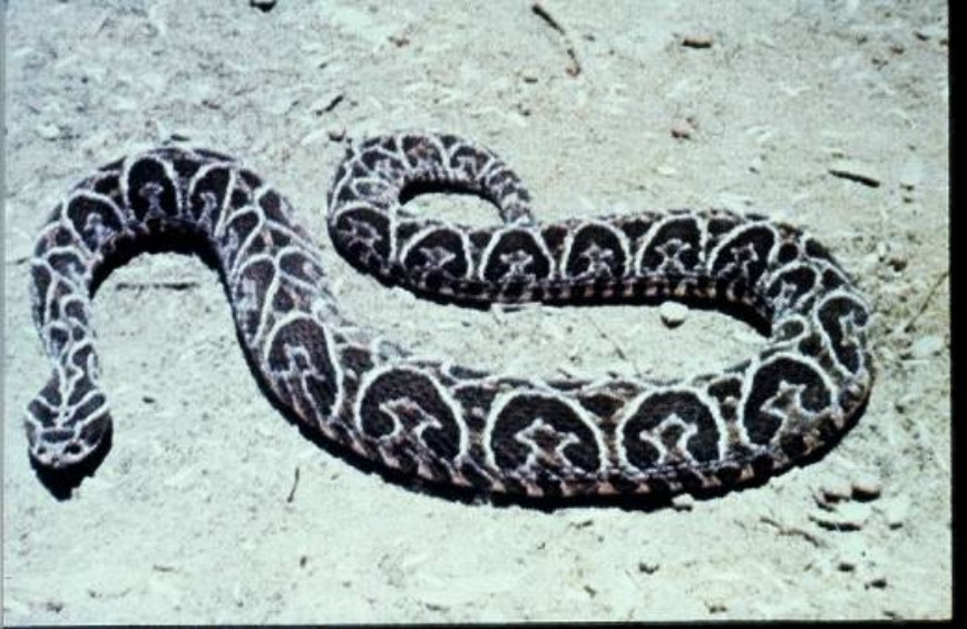 Bothrops alternatus