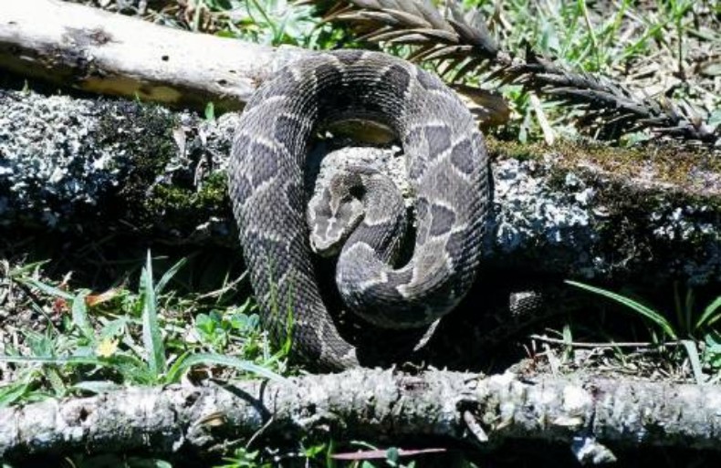 Bothrops cotiara