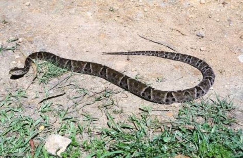 Bothrops jararaca