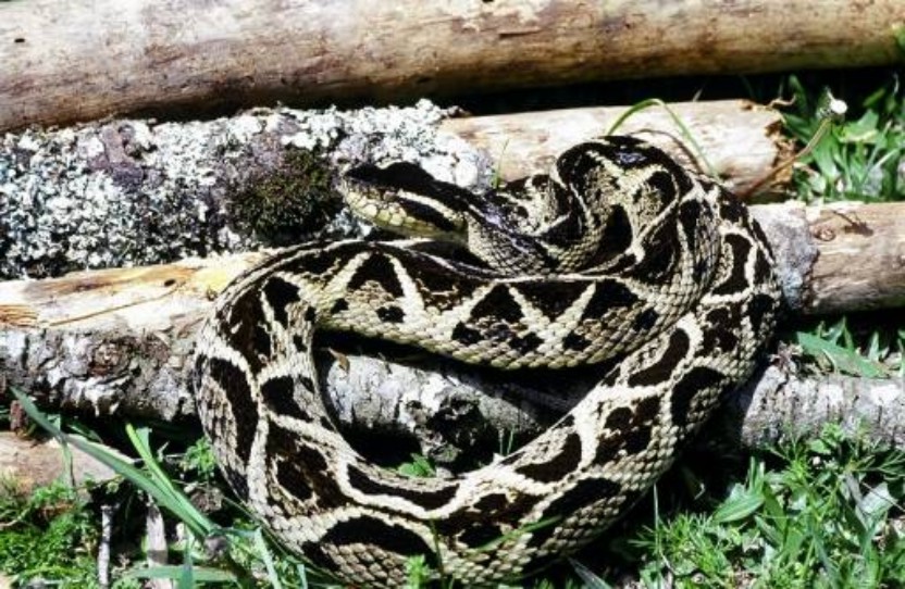 Bothrops jararacussu