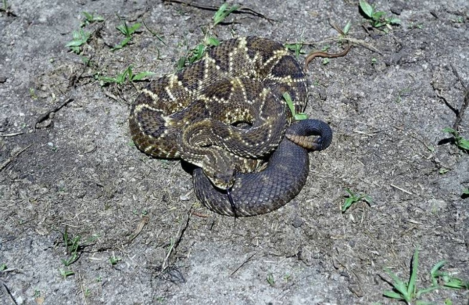 Crotalus durissus