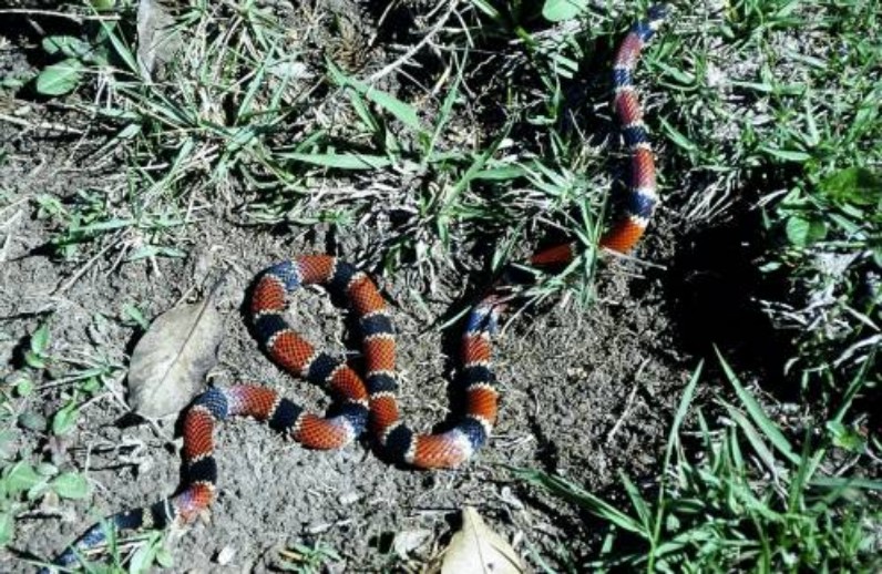 Veneno da rara cobra coral azul pode ser analgésico, diz pesquisa