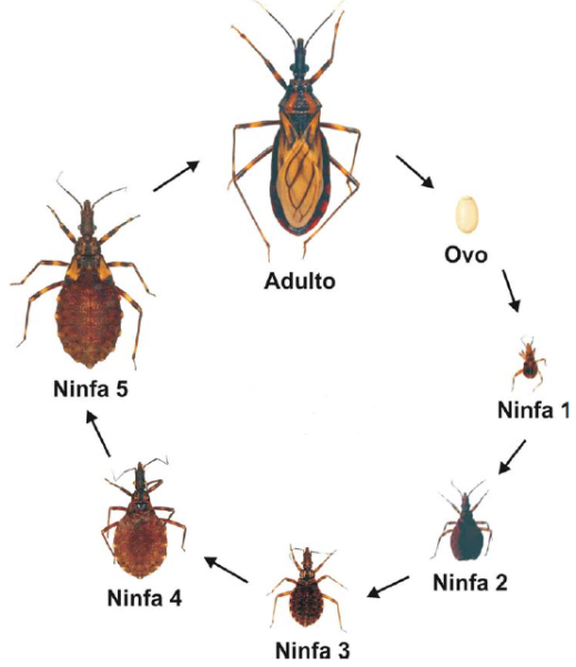 Doença de Chagas