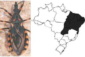 Doença de Chagas