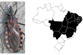 Doença de Chagas