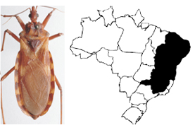 Doença de Chagas