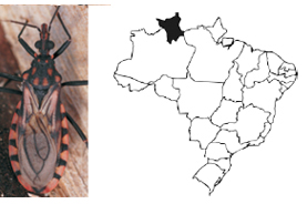 Doença de Chagas