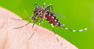 dengue