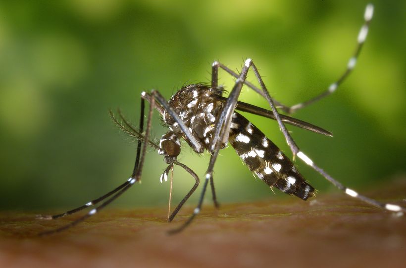 DENGUE