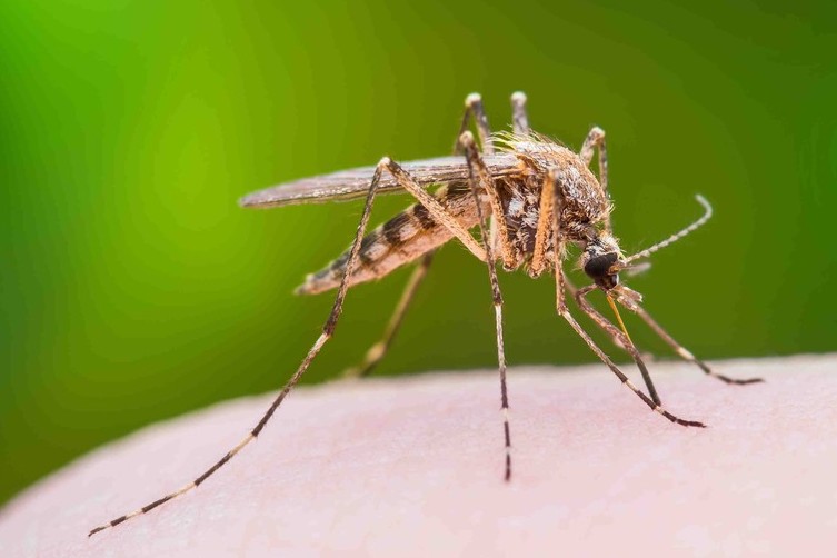 Dengue Aedes 2