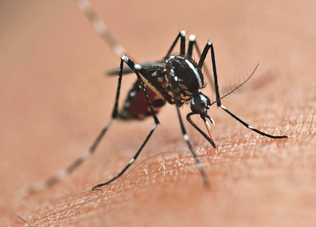 Dengue Mosquito Picada