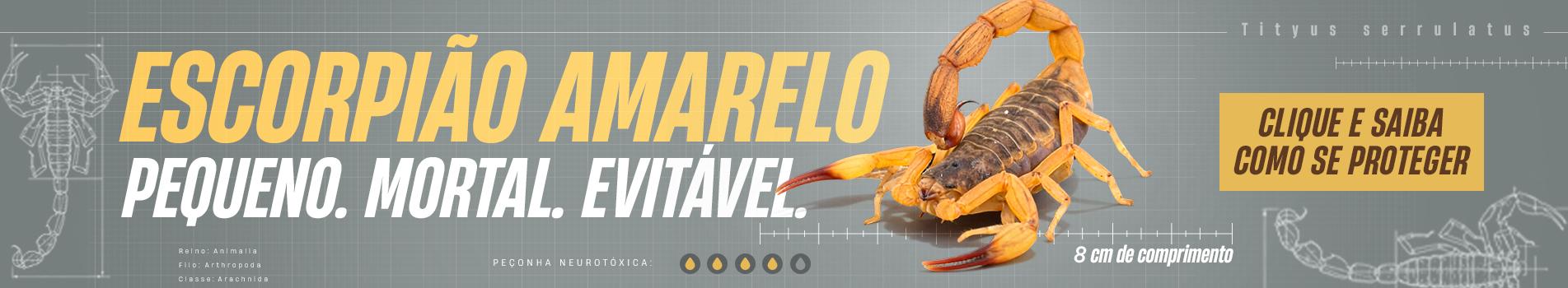 Alerta: cuidado com o escorpião amarelo