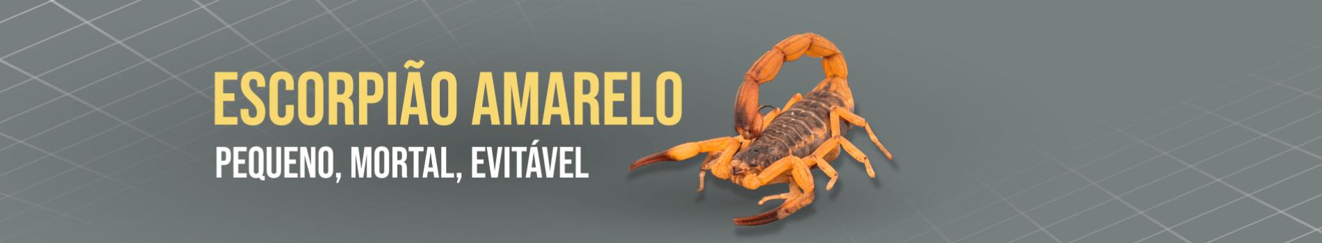 Escorpião Amarelo. Pequeno, Perigoso e Evitável.