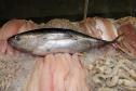 Vigilância Sanitária alerta sobre cuidados na compra de pescados para a Semana Santa.