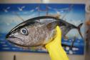 Vigilância Sanitária alerta sobre cuidados na compra de pescados para a Semana Santa.