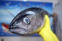 Vigilância Sanitária alerta sobre cuidados na compra de pescados para a Semana Santa.
