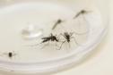 Estado estabelece frente de combate à dengue com ações efetivas em todo o Paraná
