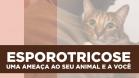 Paraná é o primeiro Estado a oferecer medicamento para tratar animais com esporotricose