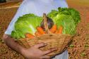 Saúde publica e-book sobre doenças provocadas por alimentos e como previni-las