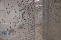 Biofábrica Wolbachia: Londrina e Foz do Iguaçu terão nova tecnologia de combate à dengue