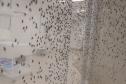 Biofábrica Wolbachia: Londrina e Foz do Iguaçu terão nova tecnologia de combate à dengue