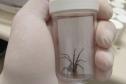 Com nova obra, Centro de Imunobiológicos voltará a produzir soro para aranha-marrom
