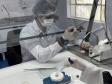 Produção de soro: unidade do Paraná recebe 2,5 mil aranhas para extração do veneno