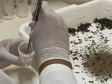 Produção de soro: unidade do Paraná recebe 2,5 mil aranhas para extração do veneno