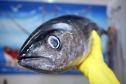 Saúde faz recomendações sobre o consumo de pescados na Semana Santa