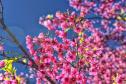 Pólen, umidade e temperatura: primavera aumenta riscos de alergias respiratórias