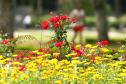 Pólen, umidade e temperatura: primavera aumenta riscos de alergias respiratórias