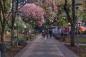 Pólen, umidade e temperatura: primavera aumenta riscos de alergias respiratórias