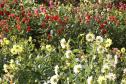 Pólen, umidade e temperatura: primavera aumenta riscos de alergias respiratórias