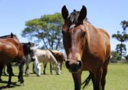 Centro de Produção e Pesquisa de Imunobiológicos recebeu mais de R$ 28 milhões em investimentos nos últimos quatro anos