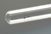 Saúde divulga Nota Orientava com cuidados para gestantes e recém-nascidos diagnosticados com Chikungunya 