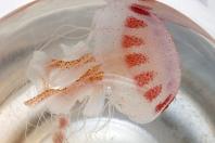 animais peçonhentos