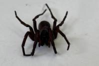 animais peçonhentos