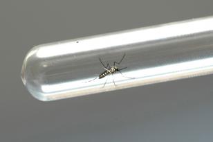 Saúde divulga Nota Orientava com cuidados para gestantes e recém-nascidos diagnosticados com Chikungunya 