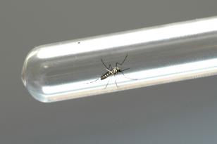 Casos de dengue caem 93,1% no Paraná em 2025, o que não dispensa cuidados