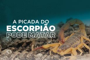 Saúde distribui material que orienta a população sobre acidentes com escorpiões