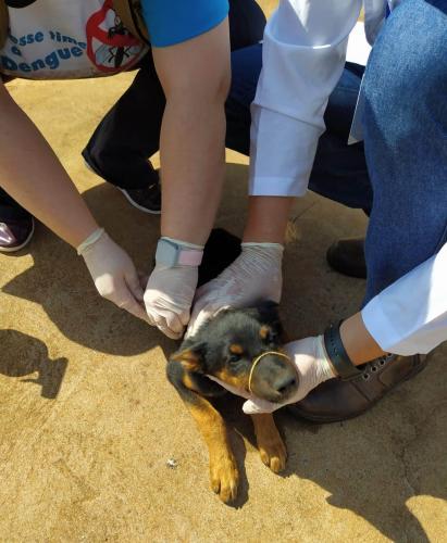 Bloqueio vacinal contra raiva é realizado no Noroeste do Paraná