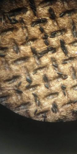 Sesa confirma novo óbito por dengue e realiza força-farefa para conter surto em município do Estado