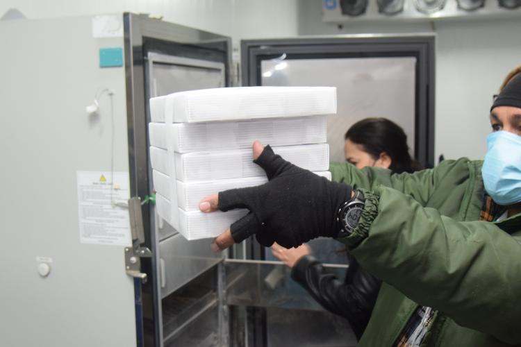 Novo lote de vacinas da Pfizer será distribuído para Capital e Interior do Paraná