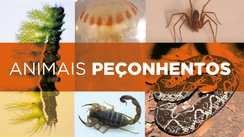 Secretaria alerta para cuidados em caso de acidentes com animais peçonhentos no verão